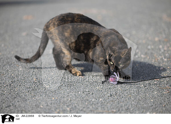 Katze / cat / JM-22868
