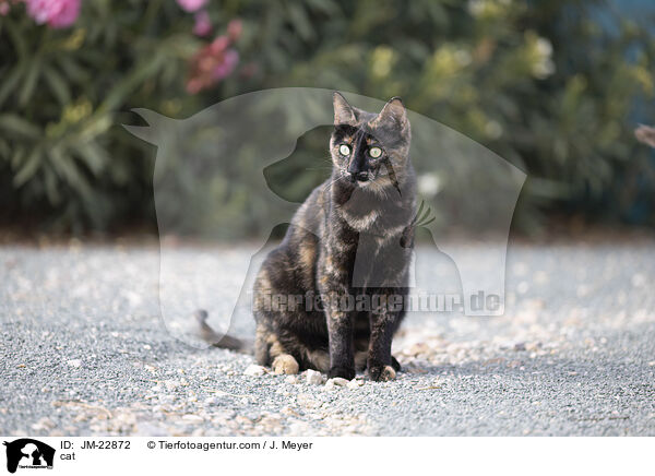 Katze / cat / JM-22872