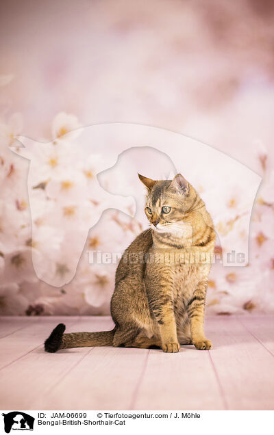 Bengal-Britisch-Kurzhaar-Mix / Bengal-British-Shorthair-Cat / JAM-06699