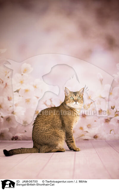 Bengal-Britisch-Kurzhaar-Mix / Bengal-British-Shorthair-Cat / JAM-06700