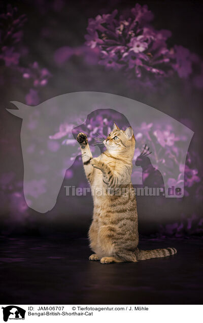 Bengal-Britisch-Kurzhaar-Mix / Bengal-British-Shorthair-Cat / JAM-06707