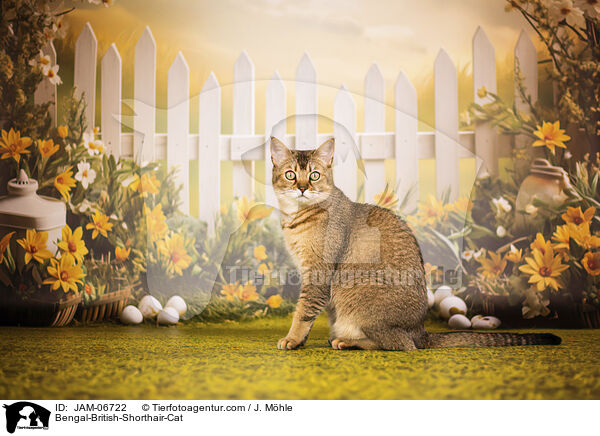 Bengal-Britisch-Kurzhaar-Mix / Bengal-British-Shorthair-Cat / JAM-06722