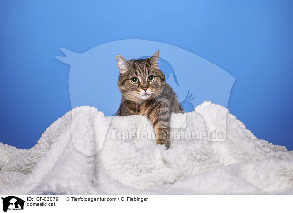 Hauskatze / domestic cat / CF-03079