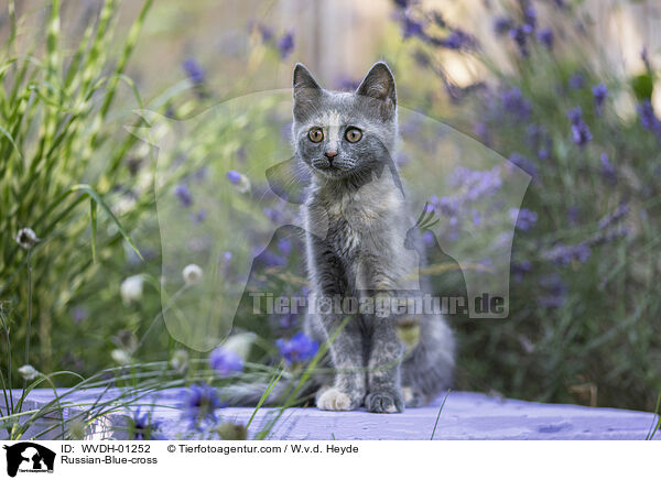 Russisch-Blau-Mischling / Russian-Blue-cross / WVDH-01252
