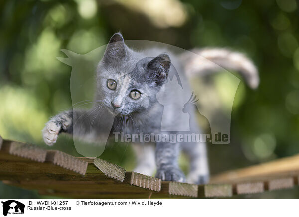 Russisch-Blau-Mischling / Russian-Blue-cross / WVDH-01257
