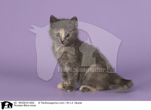 Russisch-Blau-Mischling / Russian-Blue-cross / WVDH-01262