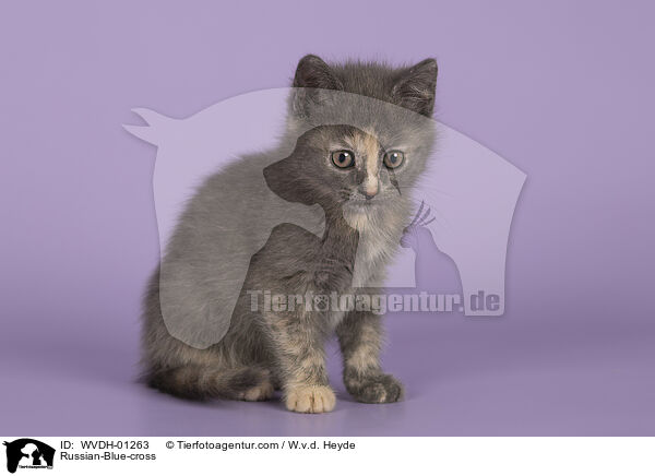 Russisch-Blau-Mischling / Russian-Blue-cross / WVDH-01263