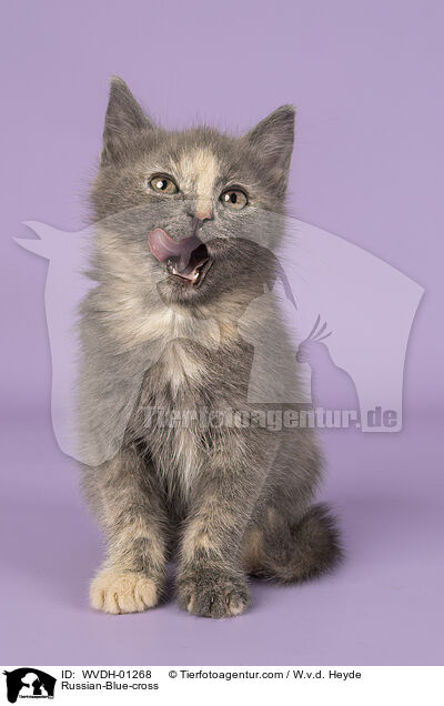 Russisch-Blau-Mischling / Russian-Blue-cross / WVDH-01268