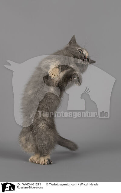 Russisch-Blau-Mischling / Russian-Blue-cross / WVDH-01271