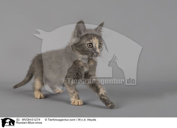 Russisch-Blau-Mischling / Russian-Blue-cross / WVDH-01274