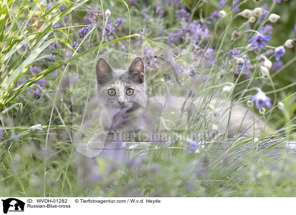 Russisch-Blau-Mischling / Russian-Blue-cross / WVDH-01282