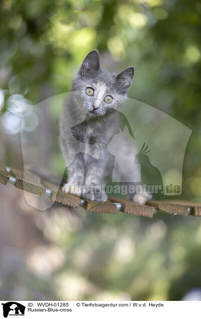 Russisch-Blau-Mischling / Russian-Blue-cross / WVDH-01285
