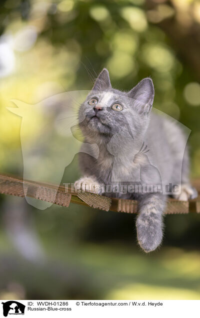 Russisch-Blau-Mischling / Russian-Blue-cross / WVDH-01286