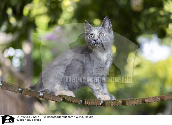 Russisch-Blau-Mischling / Russian-Blue-cross / WVDH-01287