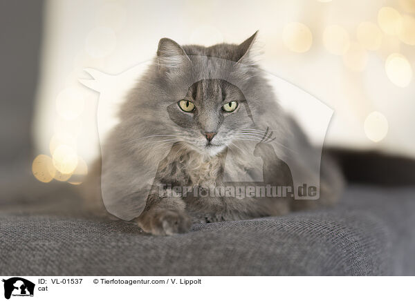 Katze / cat / VL-01537