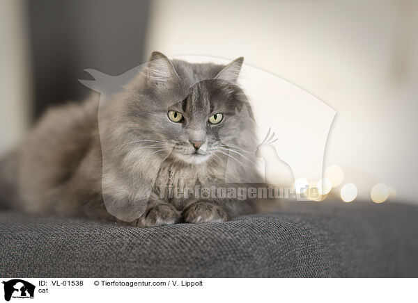 Katze / cat / VL-01538