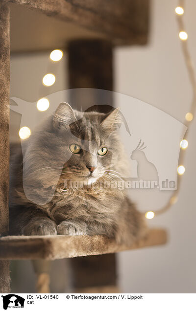 Katze / cat / VL-01540