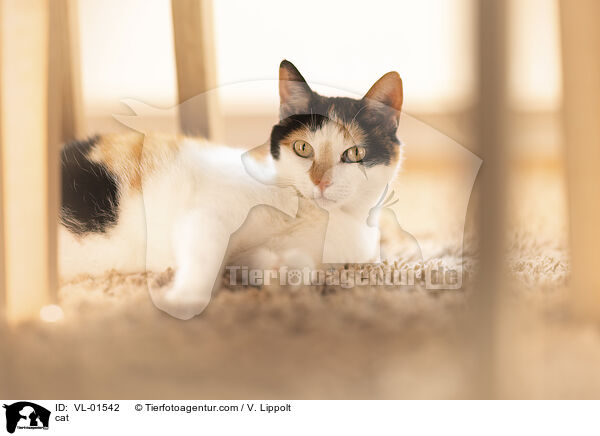 Katze / cat / VL-01542