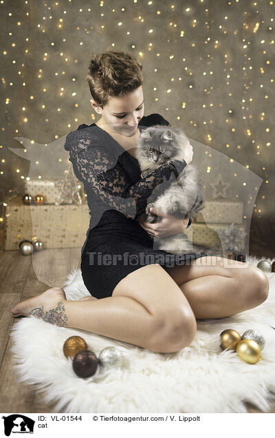 Katze / cat / VL-01544