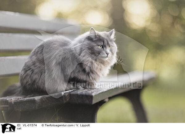 Katze / cat / VL-01574