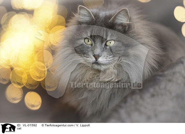 Katze / cat / VL-01592