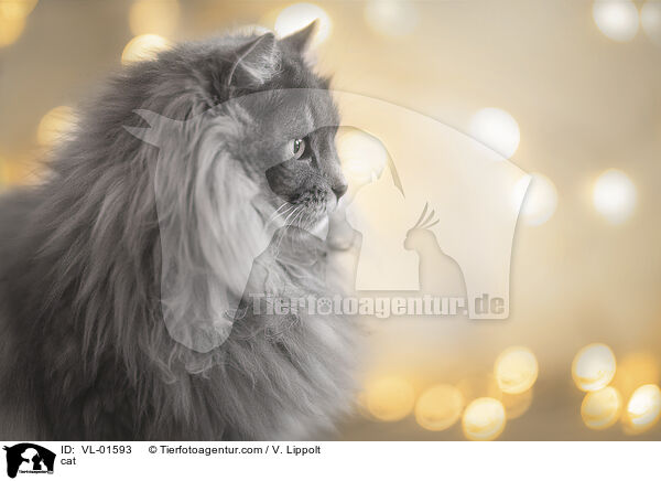 Katze / cat / VL-01593