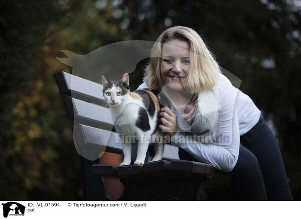 Katze / cat / VL-01594