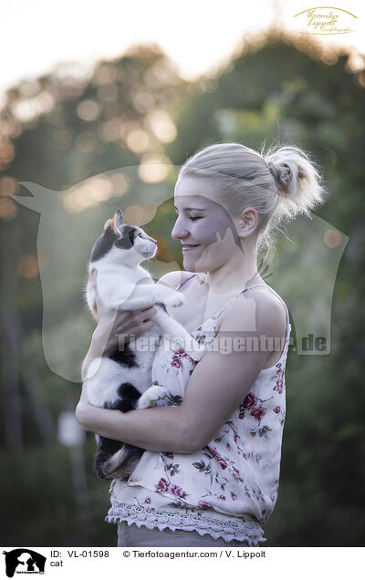 Katze / cat / VL-01598