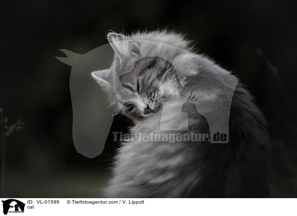 Katze / cat / VL-01599