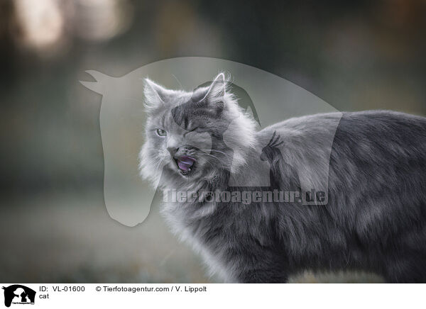 Katze / cat / VL-01600