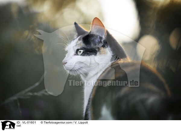 Katze / cat / VL-01601