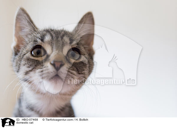 Hauskatze / domestic cat / HBO-07468