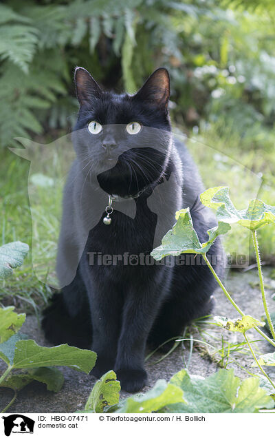 Hauskatze / domestic cat / HBO-07471