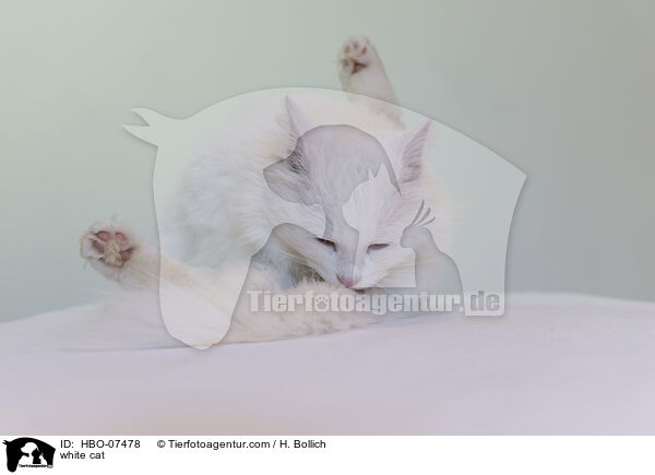 weie Katze / white cat / HBO-07478
