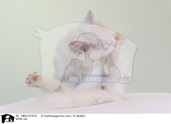 weie Katze / white cat / HBO-07479