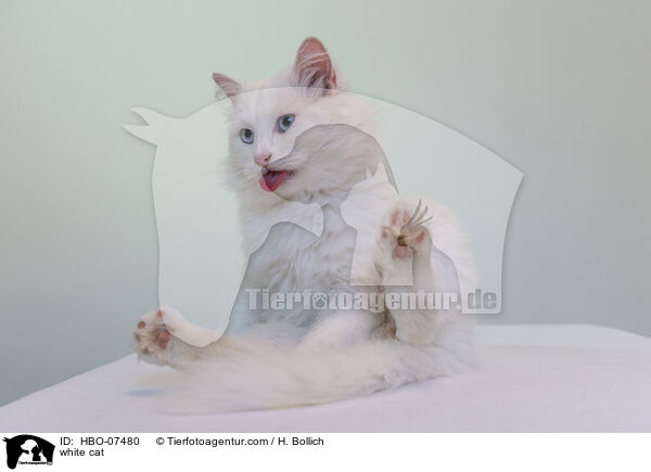weie Katze / white cat / HBO-07480