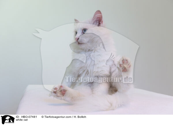 weie Katze / white cat / HBO-07481