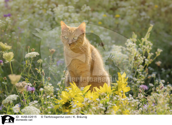 Hauskatze / domestic cat / KAB-02615