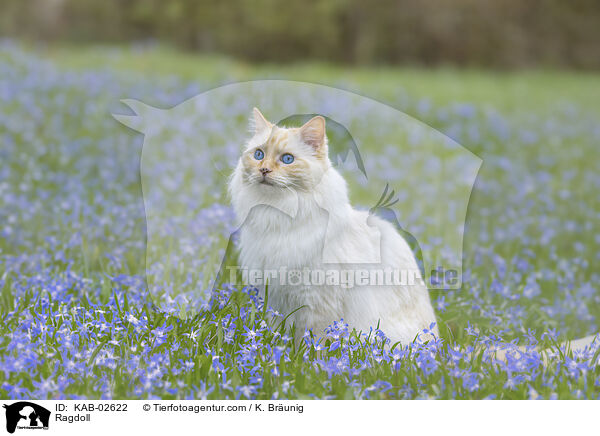 Ragdoll / Ragdoll / KAB-02622