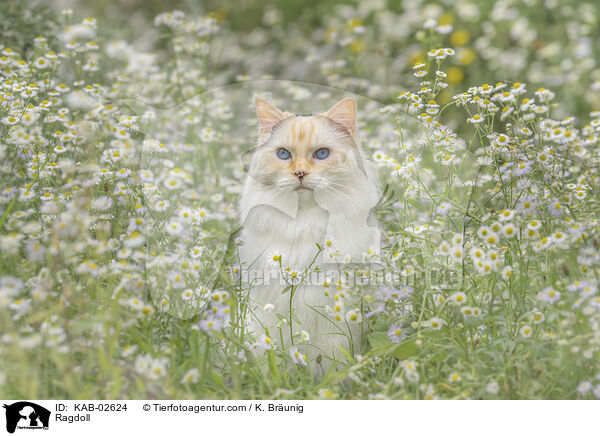 Ragdoll / Ragdoll / KAB-02624