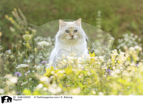 Ragdoll / Ragdoll / KAB-02625