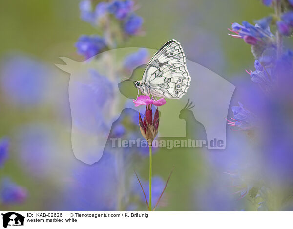 Schachbrettfalter / western marbled white / KAB-02626