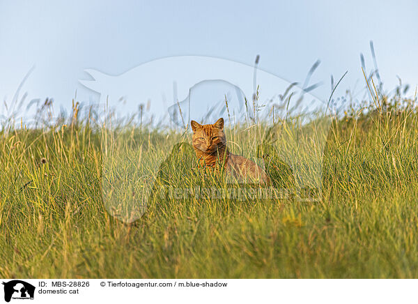 Hauskatze / domestic cat / MBS-28826