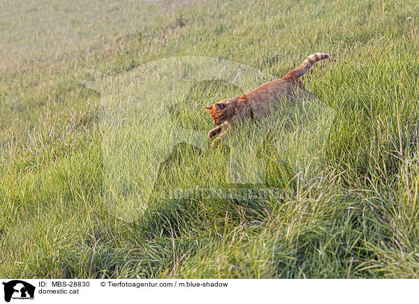 Hauskatze / domestic cat / MBS-28830