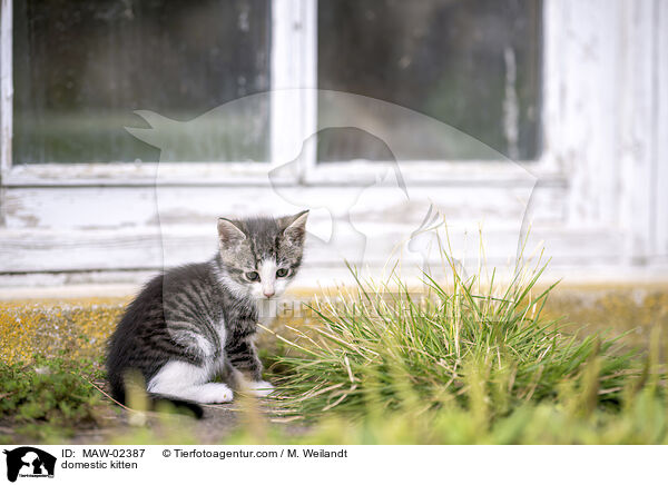 Hausk�tzchen / domestic kitten / MAW-02387