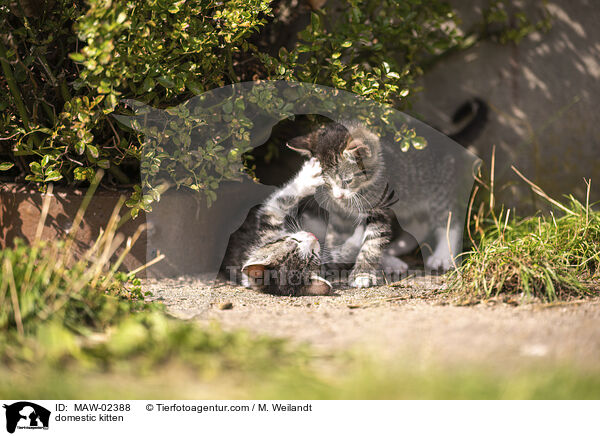 Hausk�tzchen / domestic kitten / MAW-02388