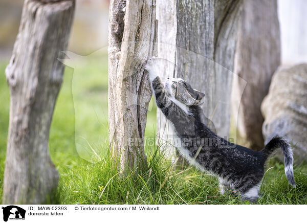 Hausk�tzchen / domestic kitten / MAW-02393