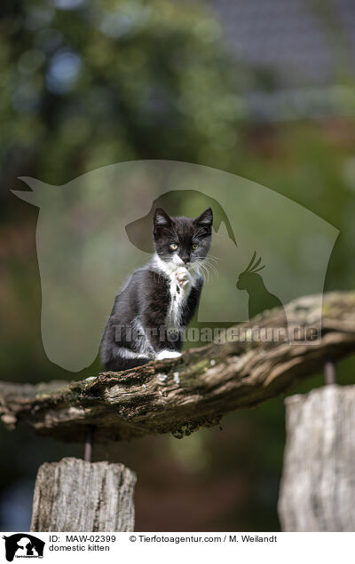 Hausk�tzchen / domestic kitten / MAW-02399