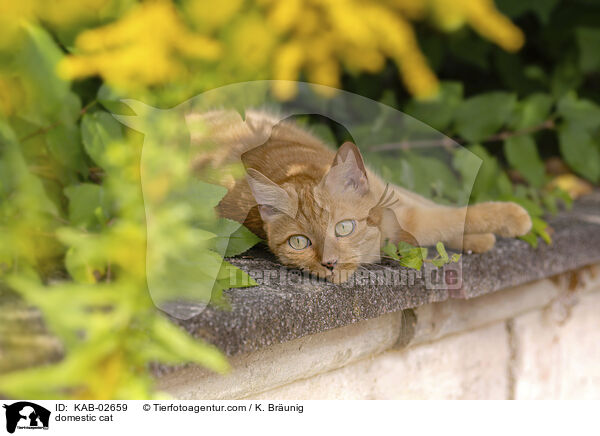 Hauskatze / domestic cat / KAB-02659