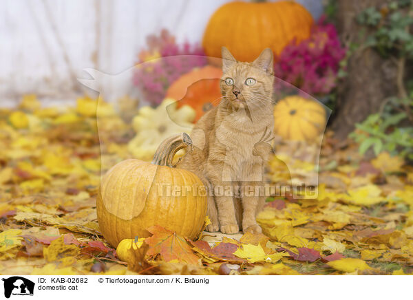 Hauskatze / domestic cat / KAB-02682